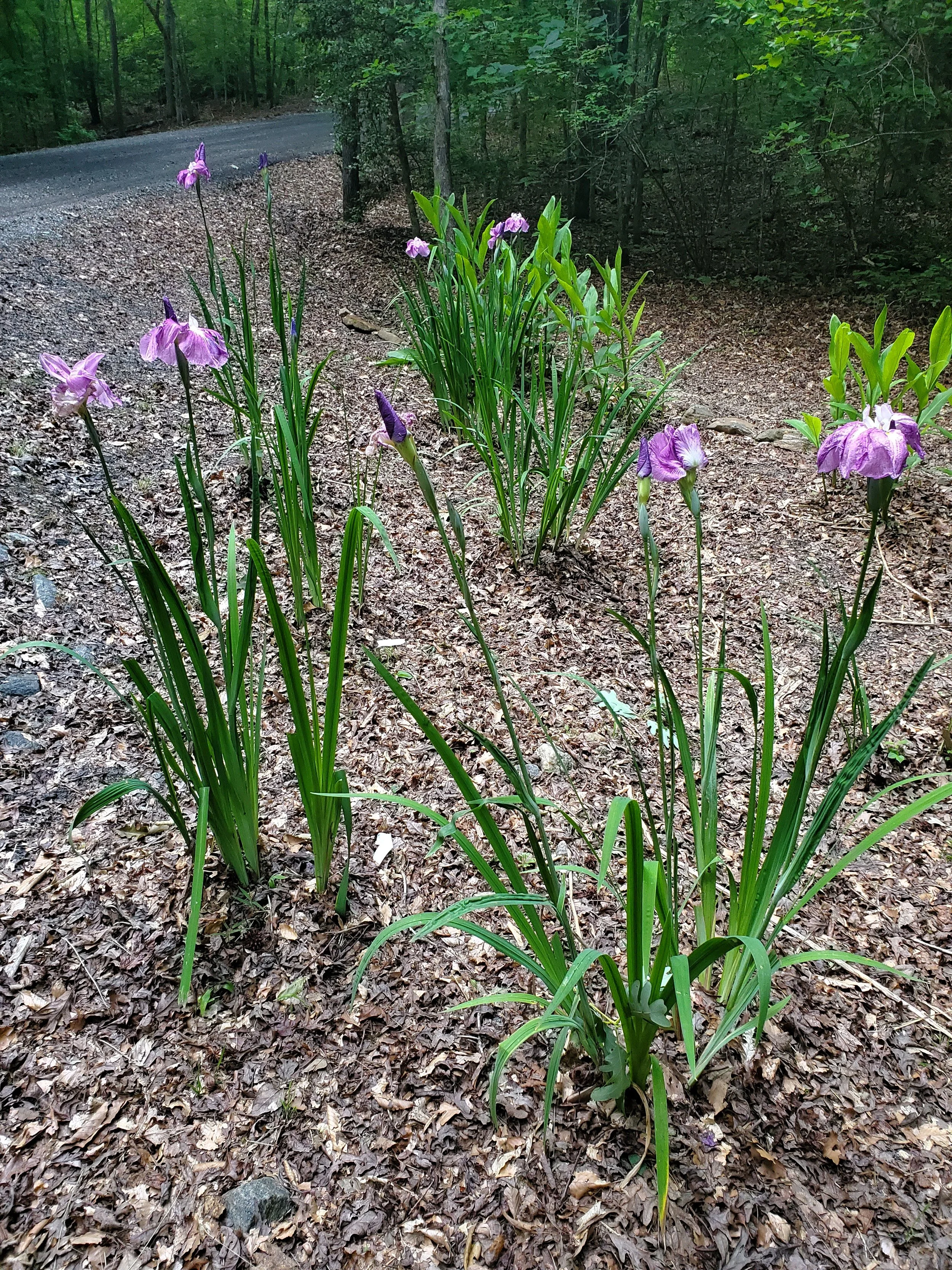 Japanese water iris — Gardening Hints for the Southeast
